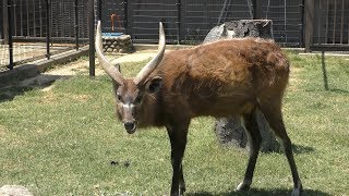 シタツンガ の『アラシ』 (神戸市立 王子動物園) 2019年5月24日