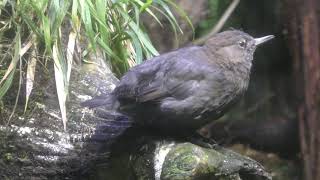 Brown Dipper (Aquamarine Inawashiro Kingfishers Aquarium, Fukushima, Japan) August 4, 2019