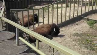 American bison (TOBU ZOO, Saitama, Japan) March 31, 2018
