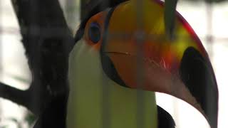 Toucan (Ueno Zoological Gardens, Tokyo, Japan) October 1, 2017