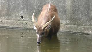 シタツンガ (千葉市動物公園) 2017年9月24日