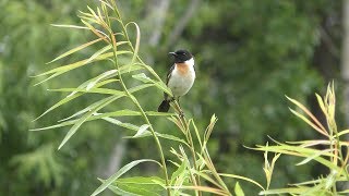 ノビタキ (北海道豊富町) 2019年6月22日
