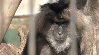 Lion-tailed macaque (KAMINE ZOO, Ibaraki, Japan) December 4, 2018