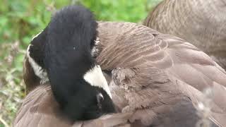 Cackling goose (Higashiyama Zoo and Botanical Gardens, Aichi, Japan) June 25, 2023