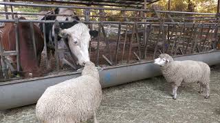 ヒツジ と ウシ (六甲山牧場) 2021年11月20日