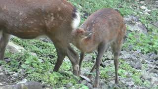 シカ園 (宝登山 小動物公園) 2019年10月2日