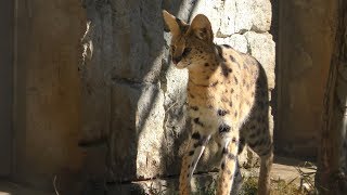 サーバル (多摩動物公園) 2019年1月18日