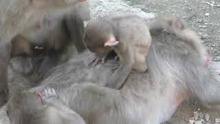 Monkey Garden (Hodosan Small Animal Park, Saitama, Japan) October 2, 2019