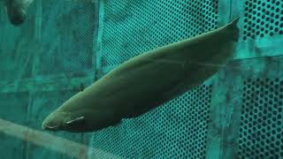 Silurus lithophilus (Lake Biwa Museum, Shiga, Japan) October 7, 2021