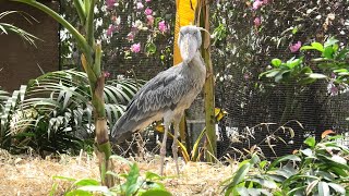 Shoebill (KOBE ANIMAL KINGDOM, Hyogo, Japan) April 23, 2021