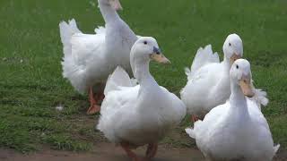Domestic Duck Great march (Mother Farm, Chiba, Japan) June 30, 2018