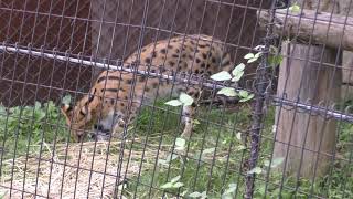 Serval (Tama Zoological Park, Tokyo, Japan) September 23, 2017