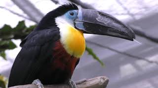 Red-billed Toucan & Channel-billed Toucan (KOBE ANIMAL KINGDOM, Hyogo, Japan) February 8, 2019