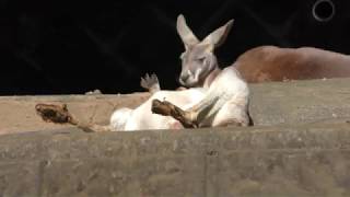 Red kangaroo (Tama Zoological Park, Tokyo, Japan) November 12, 2017