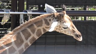 キリン (神戸市立王子動物園) 2020年9月28日