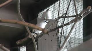 Bali myna (Sapporo Maruyama Zoo, Hokkaido, Japan) February 12, 2018