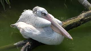 Pink-backed Pelican & White Pelican (Kakegawa Kachouen, Shizuoka, Japan) August 5, 2018