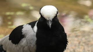 Blacksmith lapwing (KOBE ANIMAL KINGDOM, Hyogo, Japan) April 23, 2021