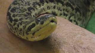 Yellow anaconda (Kusatsu Tropical Wonderland, Gunma, Japan) November 11, 2018