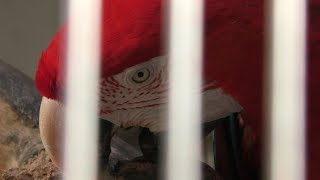 Green-winged macaw (Yumemi ZOO, Kanagawa, Japan) December 16, 2017