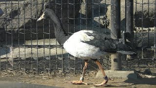 カササギガン (多摩動物公園) 2019年1月18日