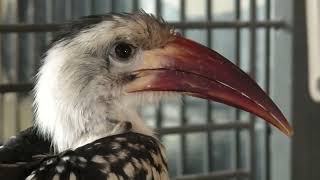 Red-billed Hornbill (Metchaomoroi Zoo, Shiga, Japan) October 7, 2021