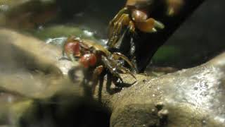 アカテガニ と ベンケイガニ (エビとカニの水族館) 2018年12月26日