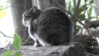 野良猫 (東京港野鳥公園) 2018年12月2日