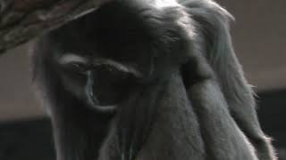 Gibbon (Sapporo Maruyama Zoo, Hokkaido, Japan) February 12, 2018