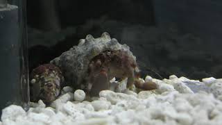 ホンヤドカリ (エビとカニの水族館) 2018年12月26日