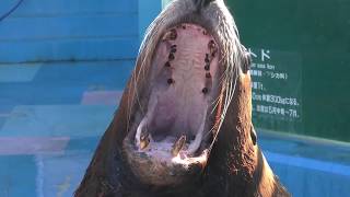 Nothern sea lion (Ise Meotoiwa INTERACTIVE Aquarium Sea Paradise, Mie, Japan) January 2, 2018
