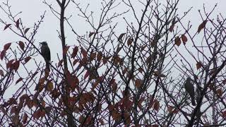 Brown-eared Bulbul (Tokyo Port Wild Bird Park, Tokyo, Japan) December 2, 2018