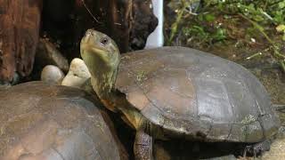 ミナミイシガメ (名古屋港水族館) 2017年11月18日