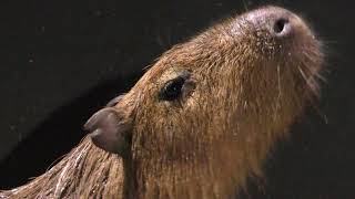 Capybara (Maxell AQUA PARK SHINAGAWA, Tokyo, Japan) October 2, 2017