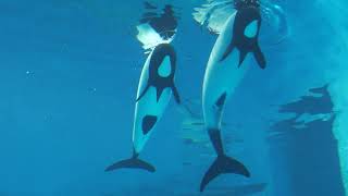 Commerson's Dolphin (TOBA AQUARIUM, Mie, Japan) July 17, 2022