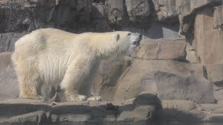 ホッキョクグマ の『ミユキ』 (王子動物園) 2019年10月27日