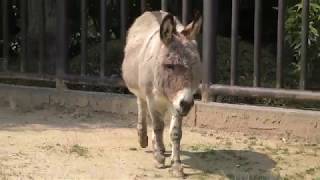 ロバの『ショウ』と『コボ』 (愛媛県立とべ動物園) 2018年3月25日