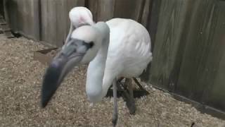 オオフラミンゴ (加茂荘花鳥園) 2018年7月1日