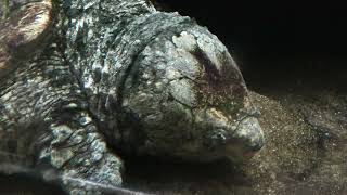 ワニガメ (東山動植物園) 2021年7月22日