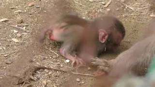 Baby Japanese macaque (Mt.Takago nature zoo, Chiba, Japan) June 17, 2018