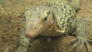 コガネオオトカゲ (東山動植物園) 2021年7月22日