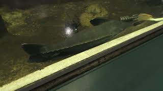 南米の魚 (さいたま水族館) 2018年12月9日