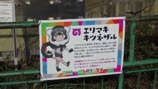 Ruffed lemur (KAMINE ZOO, Ibaraki, Japan) December 4, 2018