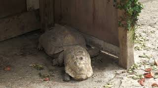 African spurred tortoise (Okinawa Zoo & Museum, Okinawa, Japan) July 29, 2023