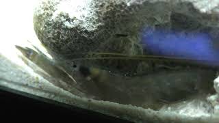 テッポウエビ属の一種 (エビとカニの水族館) 2018年12月26日