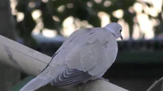 Eurasian Collared Dove (TOBU ZOO, Saitama, Japan) November 11, 2017