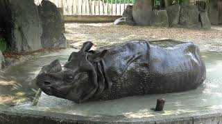 インドサイ の『セラ』 (東山動植物園) 2021年7月22日