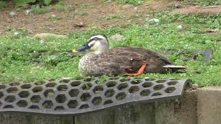 Spot-billed duck (Osaki Park Children's Zoo, Saitama, Japan) July 21, 2018