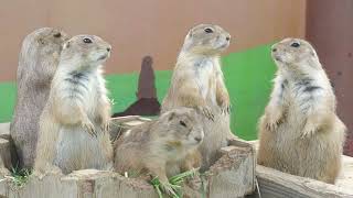 Black-tailed prairie dog (Awaji Farm Park England Hill, Hyogo, Japan) August 19, 2022