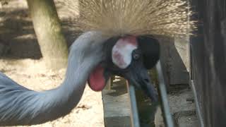 Black crowned crane (Awaji Farm Park England Hill, Hyogo, Japan) August 19, 2022